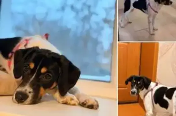 Собака найдена: Казань, Татарс...