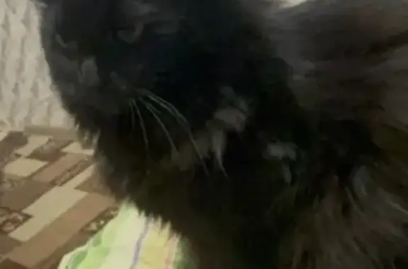 Пропала кошка, Завенягина 2 к2...