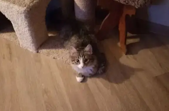 Кошка найдена: ул. Журналистов...