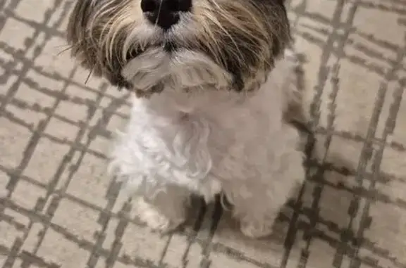 Найдена собака, Нижний Новгород, фото: Найден бивер-йорк на Большой Печерской, 30