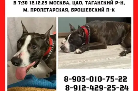 Найдена собака, Москва, фото: Собака найдена: 3-й Крутицкий пер., Москва