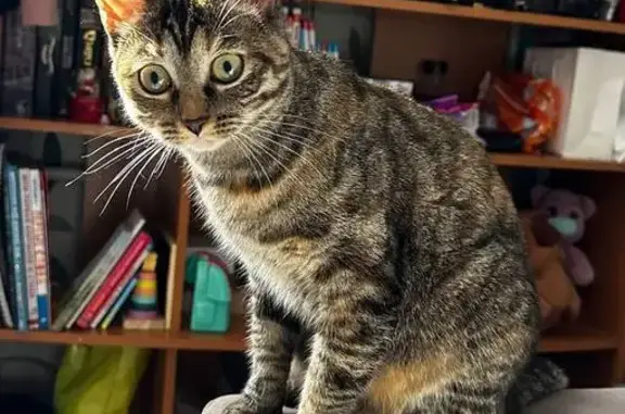 Пропала кошка, Аэровокзальная 2, Красноярск