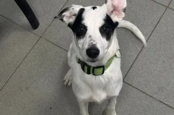 Найденные животные Барнаул, фото: Собака найдена: пр. Ленина, 191, Барнаул