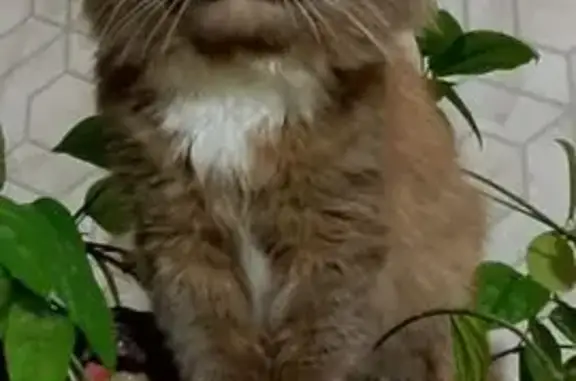 Пропала кошка, ул. Черняховско...