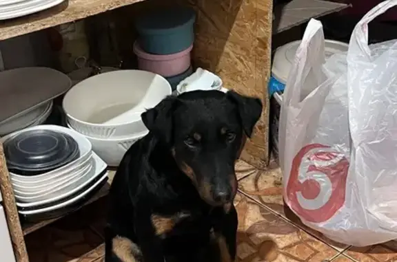 Найдена собака, ул. Монтажнико...