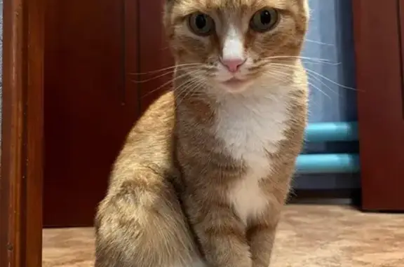 Пропала кошка, Берёзовый пер., 2, Кулебаки