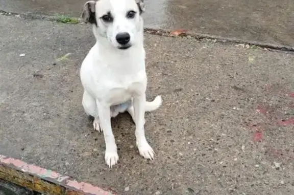 Найденные животные Сочи, фото: Найдена собака на Медовой улице, Сочи