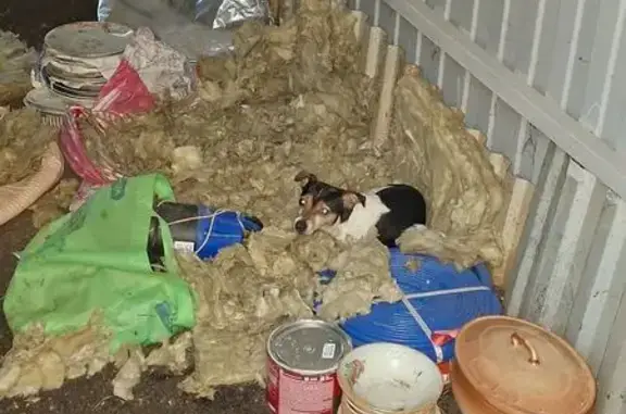 Собака найдена: Белоусово, Кал...