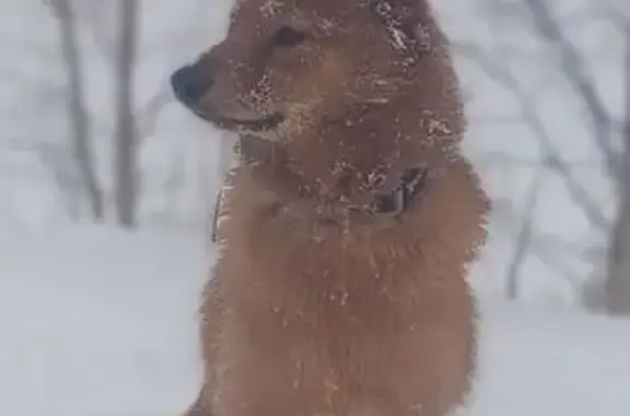 Пропала собака, 8-й проезд 1,...