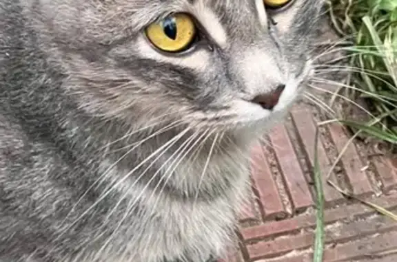 Найдена кошка на ул. 1-я Слобо...