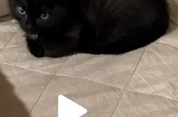 Пропала кошка, ул. Шаркова, 34...