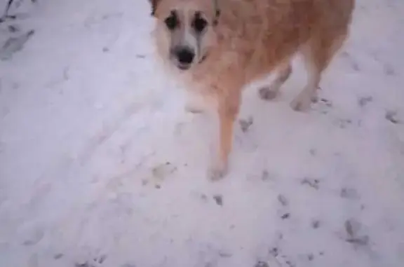 Собака у помоек, Воркутинская...