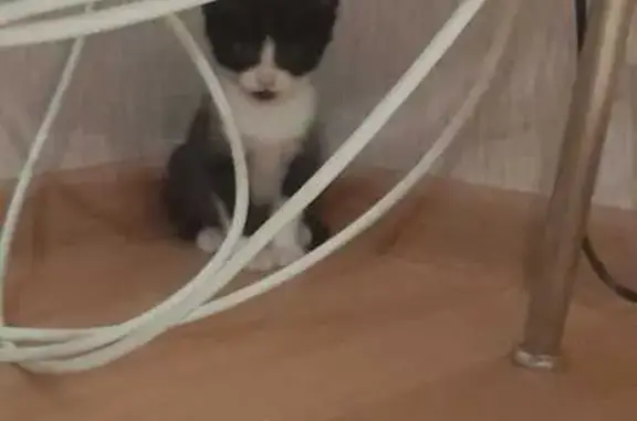 Пропала кошка, ул. Тельмана 17...