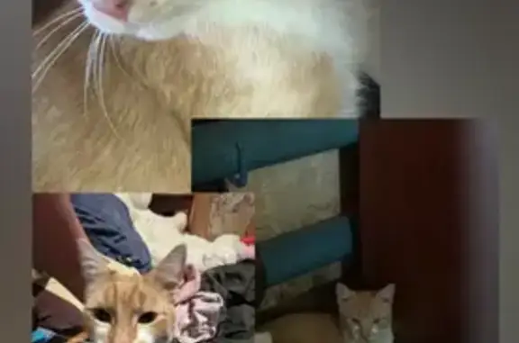 Пропала кошка в Карабихском по...