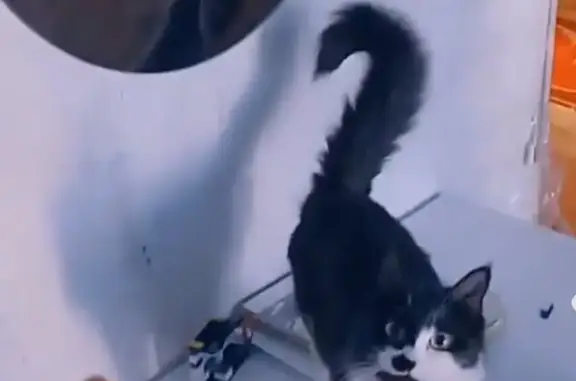 Пропала кошка, Тында, Амурская...