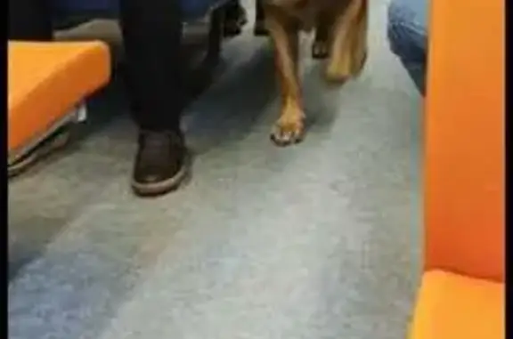 Объявления о пропавших и найденных животных, Некрасовский, фото: Собака найдена в Катуаре, 46К-8241