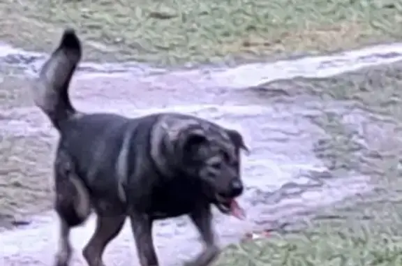 Найдена собака, Санкт-Петербург, фото: Дворняга найдена, ул. Подвойского, СПб