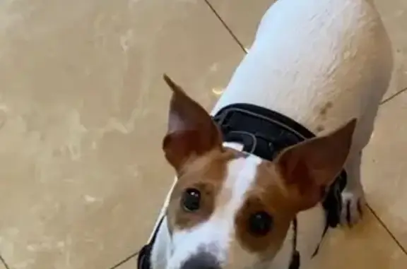 Найдена собака, Сочи, фото: Найдена собака, Сочи, Пластунская, ГАИ