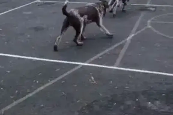 Пропали собаки: Ленинский проспект, Москва
