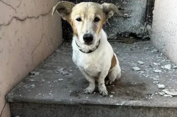 Найдена собака, Владивосток, фото: Найдена собака на Светланской, Владивосток