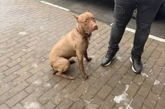 Объявления о пропавших и найденных животных, Северный, фото: Собака найдена: Транспортная ул., 14