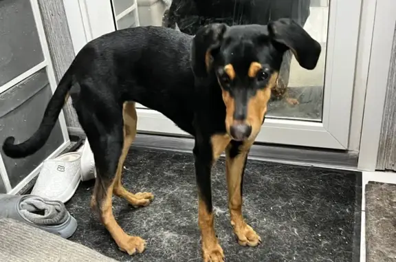 Объявления о пропавших и найденных животных, Астрахань, фото: Найдена собака, ул. Барсовой, 15 к1, Астрахань