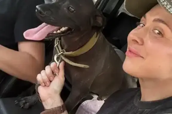 Объявления о пропавших и найденных животных, Семикаракорск, фото: Пропала собака, 5-й Проезд, 44, Семикаракорск