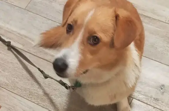 Объявления о пропавших и найденных животных, Засечное, фото: Пропала собака, Фонтанная ул., 7, Засечное