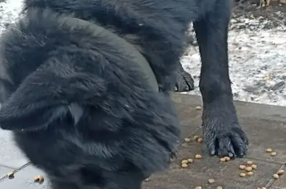 Найдена собака, Липецк, фото: Собака найдена: Звёздная ул., 10/5, Липецк