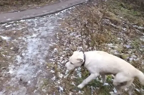 Найдена собака, Смоленск, фото: Найдена собака, ул. Гризодубовой, 1Г, Смоленск