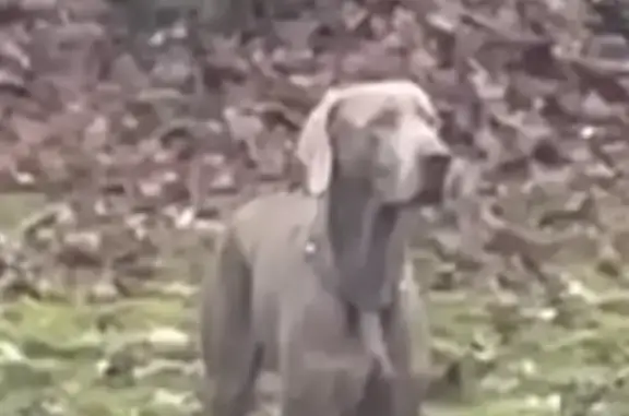 Найдена собака, Лайково, фото: Собака найдена в Лайково, МО