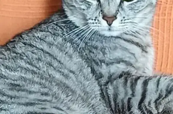 Пропала кошка, ул. Гоголя 184, Анапа