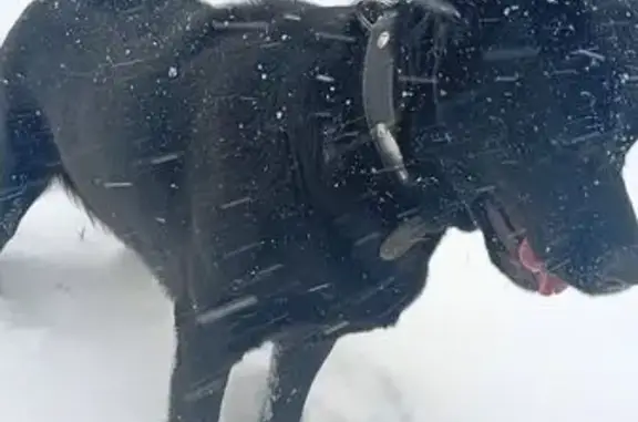 Найдена собака, Оренбург, фото: Черный лабрадор найден: Новая ул, Оренбург