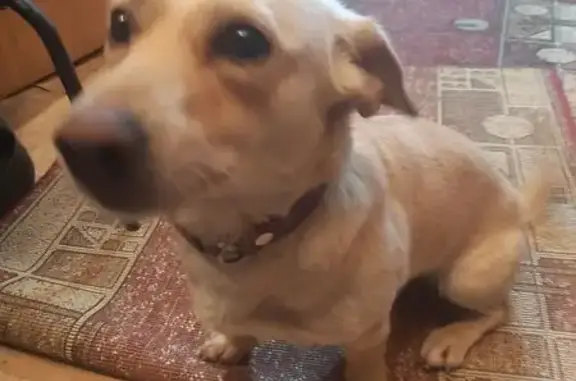 Найдена собака, Краснодар, фото: Найдена собака у 