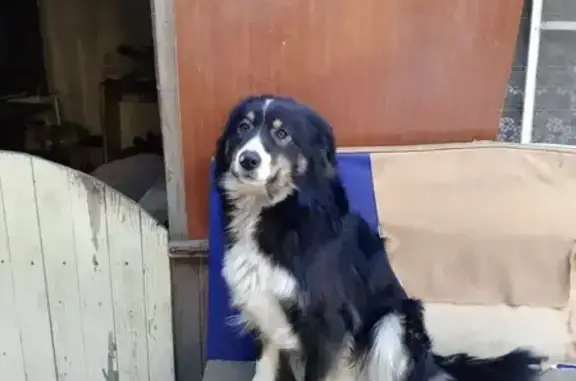 Пропала собака, 13-й Советский пер. 9