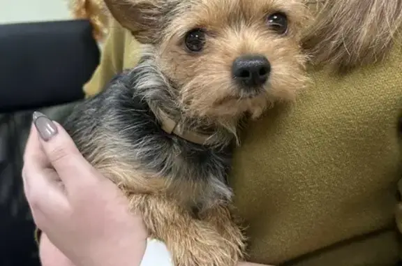 Найдена собака, Москва, фото: Найден йорк на ул. Лётчика Бабушкина, 23