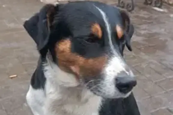 Найдена собака, Воронеж, фото: Собака найдена на 121 Стрелковой Дивизии 11/1