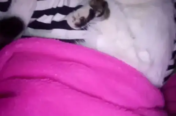 Пропала кошка, Лесная ул., 3, Сочи