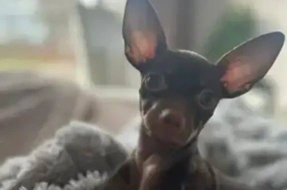 Объявления о пропавших и найденных животных, Елабуга, фото: Пропала собака Тима, Северная ул., Елабуга