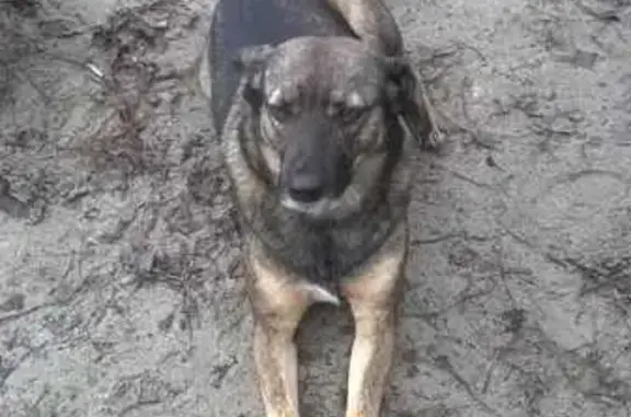 Пропала собака, ул. 50 лет Октября, 114