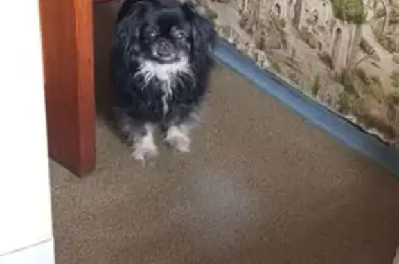 Пропала собака, Энергетиков, 3, Курск