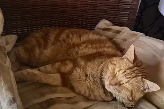 Пропала кошка, Армавир, Вечерний пр., 8А