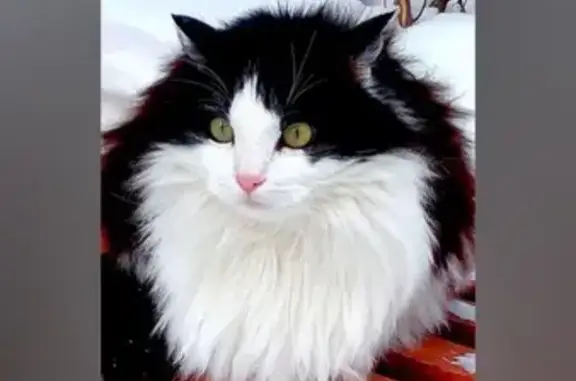 Пропала кошка, ул. Васильева, Снежинск