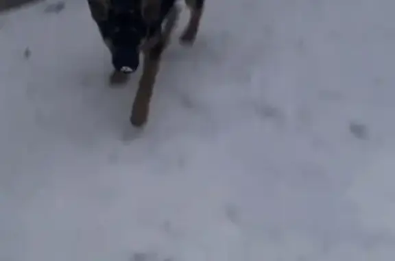 Пропала овчарка Дик, Северная ул., Хардиково