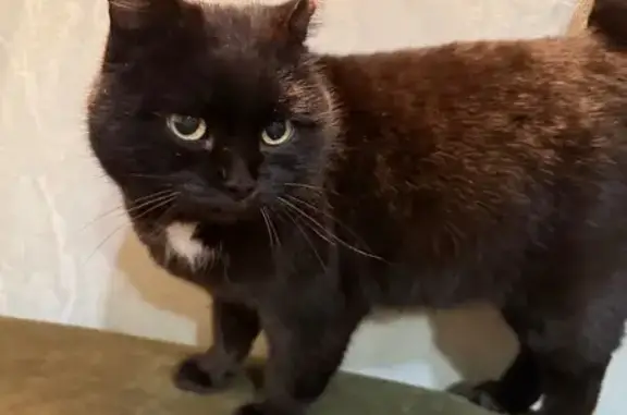 Найдена кошка, Омск, фото: Кошка найдена: Стальского 6, Омск