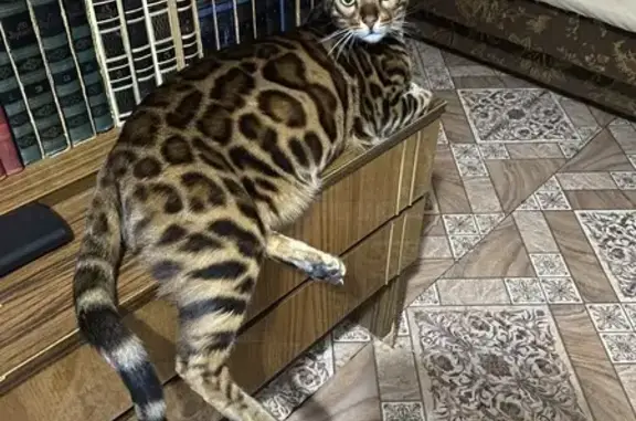 Кошки потеряшки, Отрадненское, фото: Потеряшка кошка, Вокзальная ул. 13, Отрадное