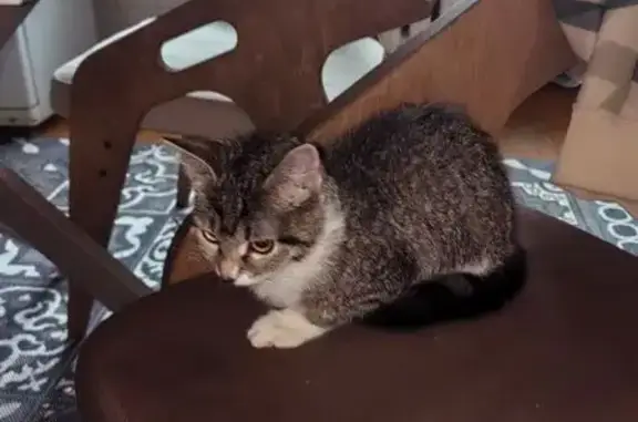 Найдена кошка, Рязань, фото: Найдена кошка у магазина Дикси, ул. Большая 2А