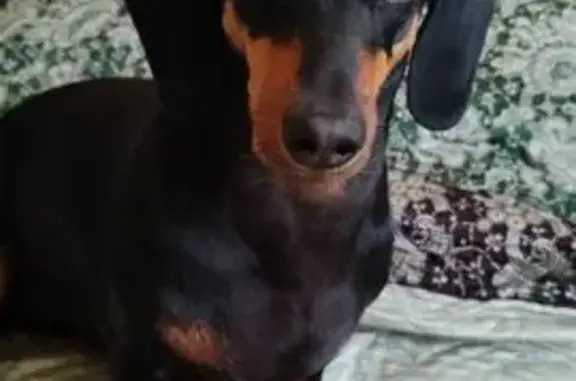 Потерянные животные Самара, фото: Пропала такса на Осетинской, 17 в Самаре