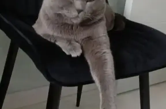 Объявления о пропавших и найденных животных, Ласкино, фото: Пропала кошка на Сиреневой улице, Ласкино