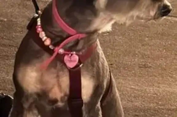 Пропала собака Мотя, Хорошёвское ш. 78